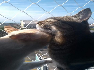 O que avaliar em uma empresa especializada em redes de proteção para gatos