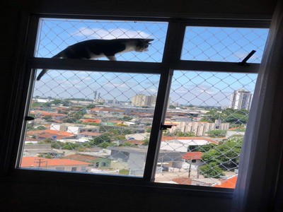 Redes de proteção para Gatos em Guabirotuba