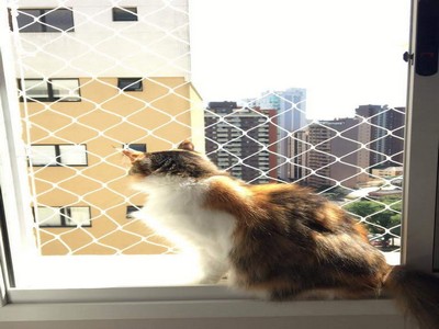 Telas de proteção para gatos: Como escolher o modelo ideal para apartamentos
