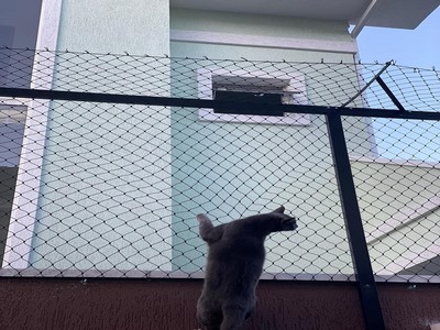 Telas de proteção para gatos: Erros que podem comprometer a segurança do seu pet