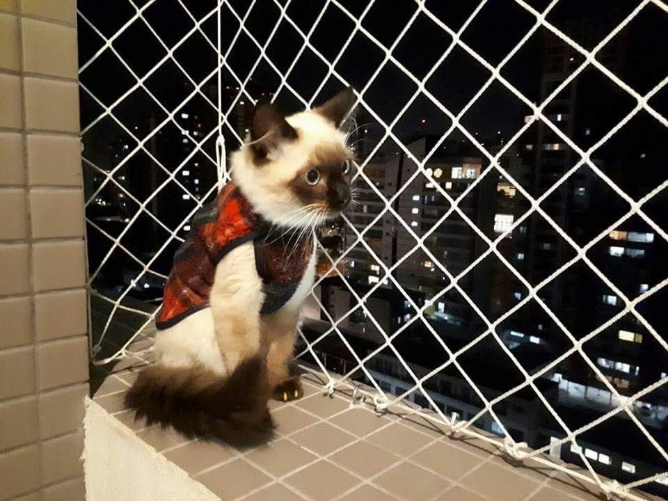 Redes de proteção para Gatos em Cajuru