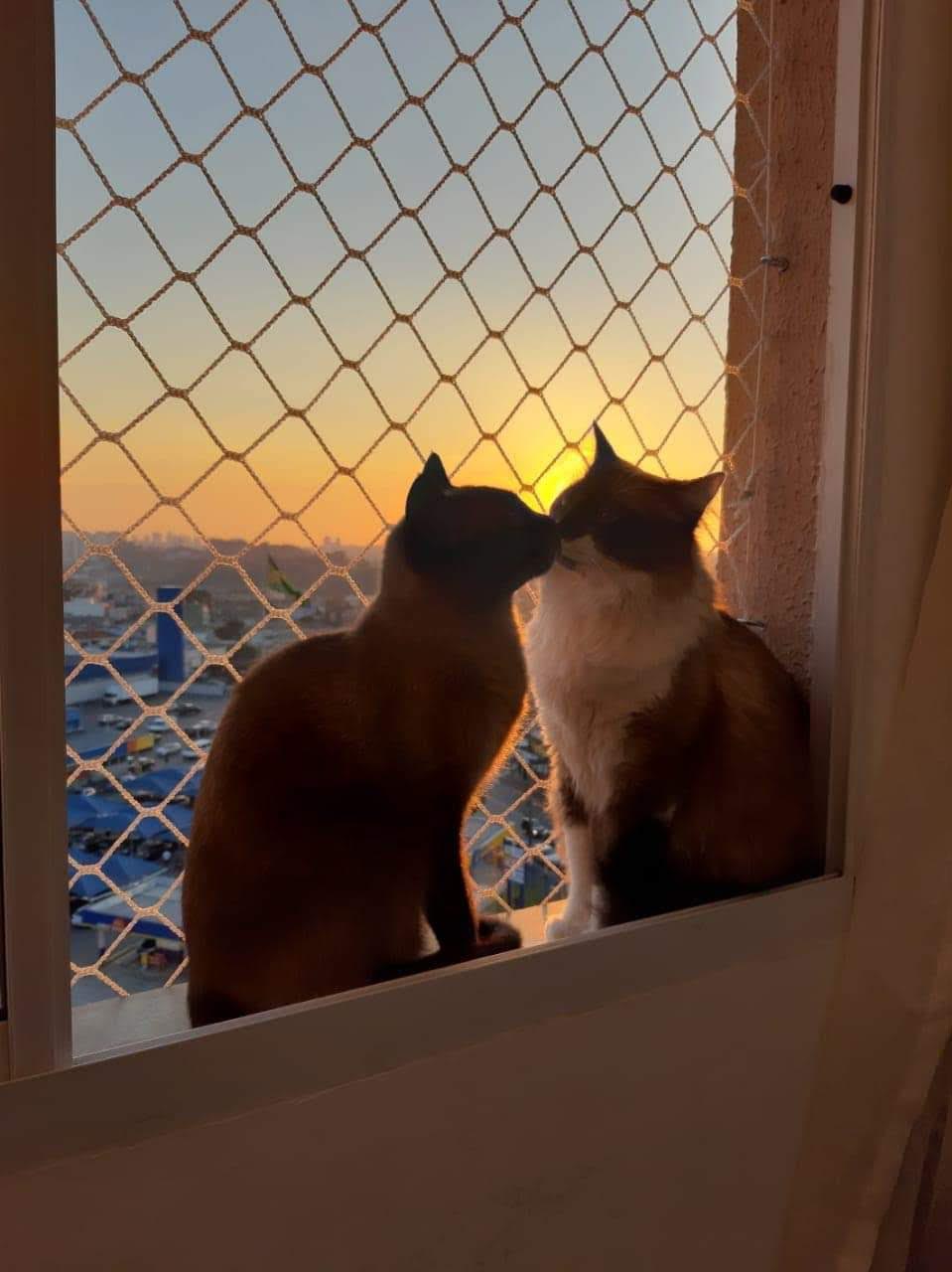 Tela de proteção para Gatos em Portão