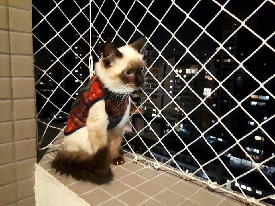 Tudo o que você precisa saber antes de instalar redes de proteção para gatos